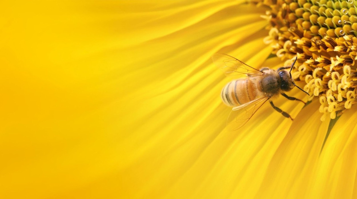 The UN designated 20 May as World Bee Day.