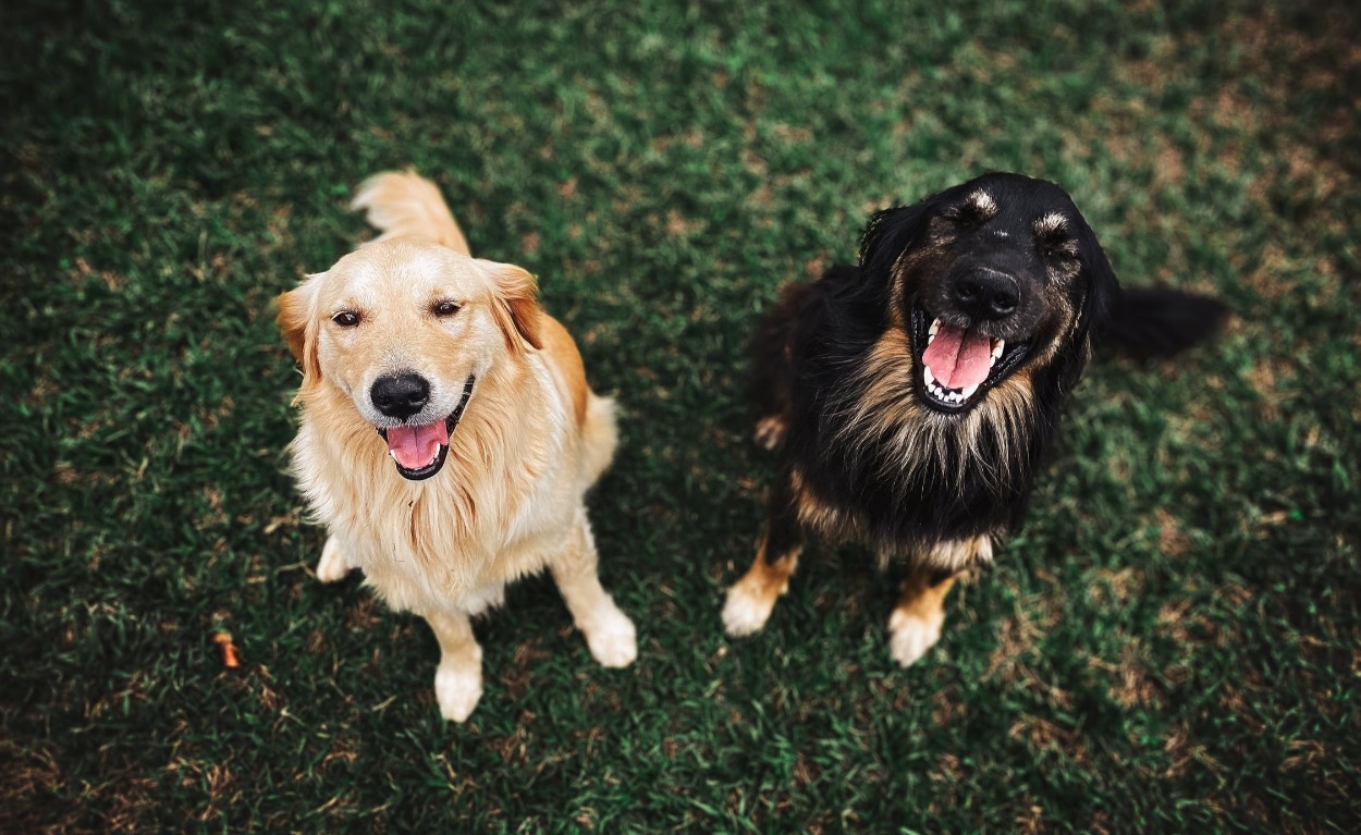 The Bagira Animal Protection Fund was opened in Abkhazia in 2016