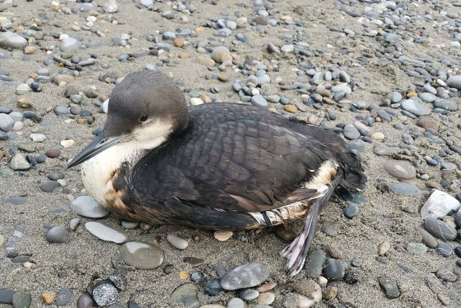 Local residents and volunteers trying to save the birds.