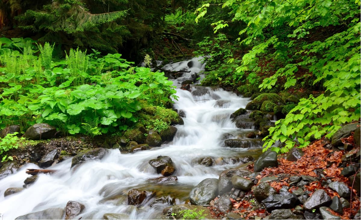 The Milky Falls. Abkhazia