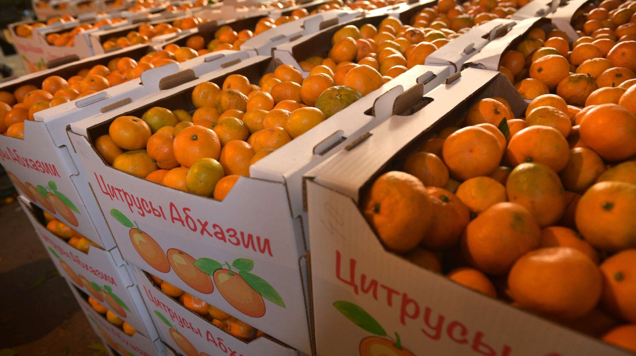 Russia’s tangerine imports rose 14.4% to 738,300 tons as of 5 December. Russia’s tangerine imports rose 14.4% to 738,300 tons as of 5 December.