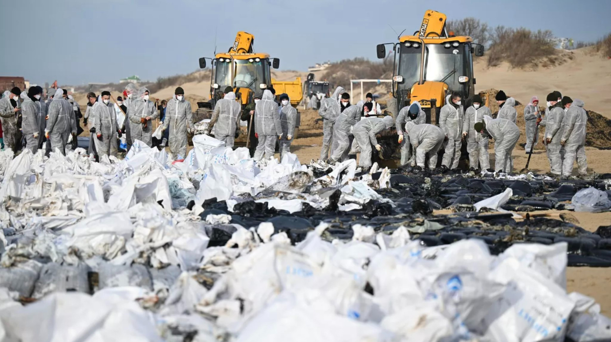 Efforts to clean the shores of the Krasnodar Region continue after two Russian oil tankers. Efforts to clean the shores of the Krasnodar Region continue after two Russian oil tankers.