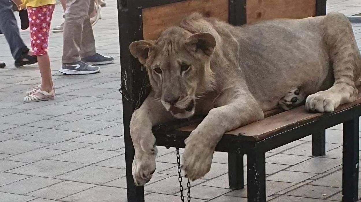 Young lioness in Gagra, chained under the summer sun, exploited for tourist photos. Young lioness in Gagra, chained under the summer sun, exploited for tourist photos.