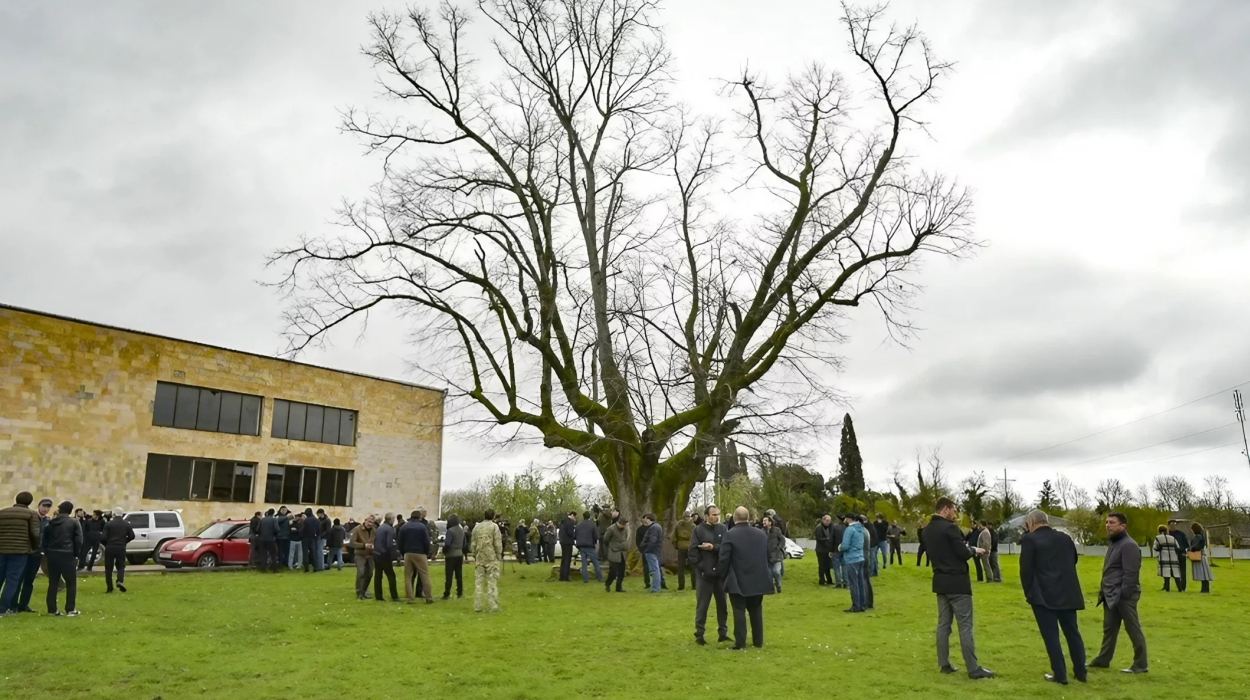 Unknown individuals vandalized centuries-old linden tree in the historical Lykhnashta glade.
